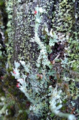 Cladonia floerkeana