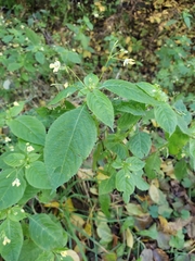 Impatiens parviflora