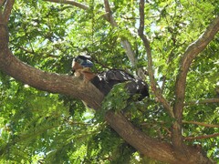 Nycticorax caledonicus