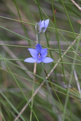 Thelymitra crinita