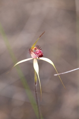 Caladenia paludosa