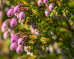 Erica hirtiflora
