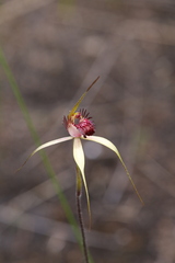 Caladenia paludosa