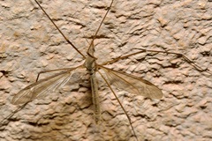 Tipula