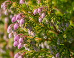 Erica hirtiflora