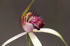 Caladenia paludosa