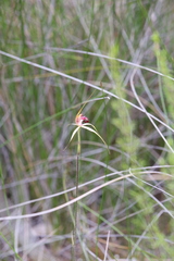 Caladenia paludosa