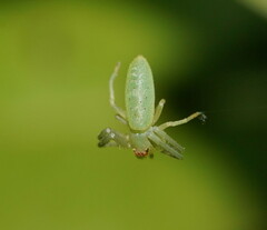 Cetratus rubropunctatus