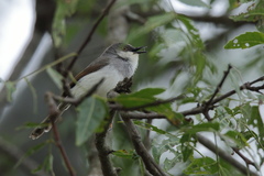 Prinia hodgsonii