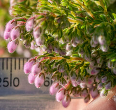 Erica hirtiflora
