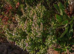 Erica hirtiflora