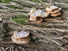 Ganoderma resinaceum