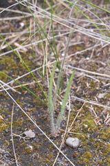 Caladenia paludosa