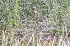 Caladenia paludosa