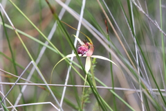Caladenia paludosa