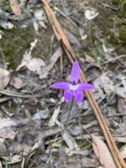 Glossodia