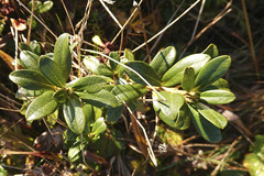 Rhododendron × intermedium