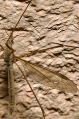 Tipula