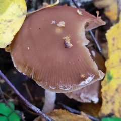 Psathyrella