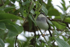 Prinia hodgsonii