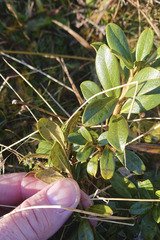 Rhododendron × intermedium