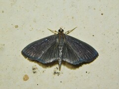 Spilomelinae