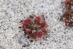 Drosera patens