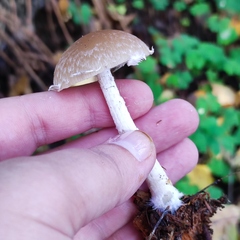 Psathyrella