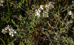Eriocephalus
