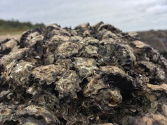 Saccostrea