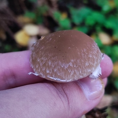 Psathyrella