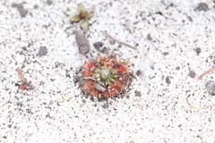 Drosera patens