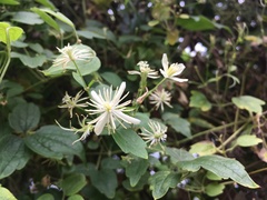 Clematis grata