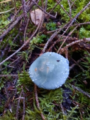 Stropharia caerulea