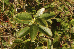 Rhododendron hirsutum