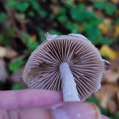 Psathyrella
