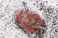 Drosera patens