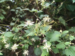 Clematis grata