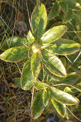 Rhododendron hirsutum