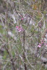Stylidium brunonianum