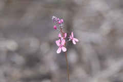 Stylidium brunonianum