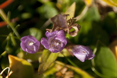 Gentianella germanica