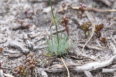 Stylidium brunonianum