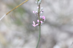 Stylidium brunonianum