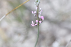 Stylidium brunonianum