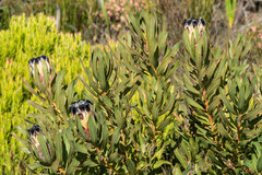 Protea lepidocarpodendron