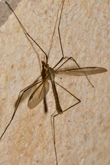 Tipula
