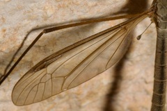 Tipula