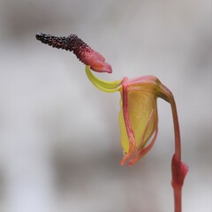 Caleana nigrita