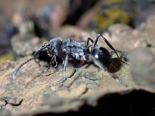 Polyrhachis aurea fioriiPolyrhachis aurea fiorii